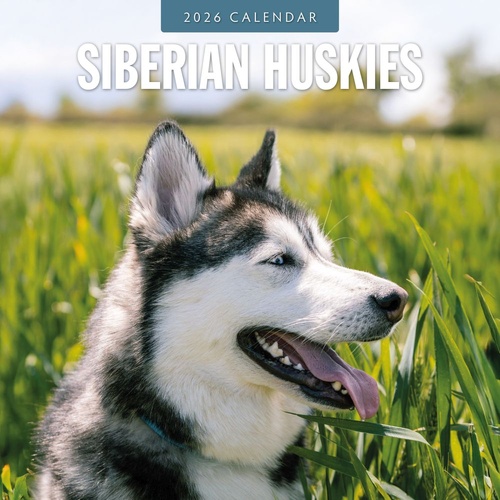 Siberian Huskies - 2026 Red Robin Square Wall Calendar Monthly Planner