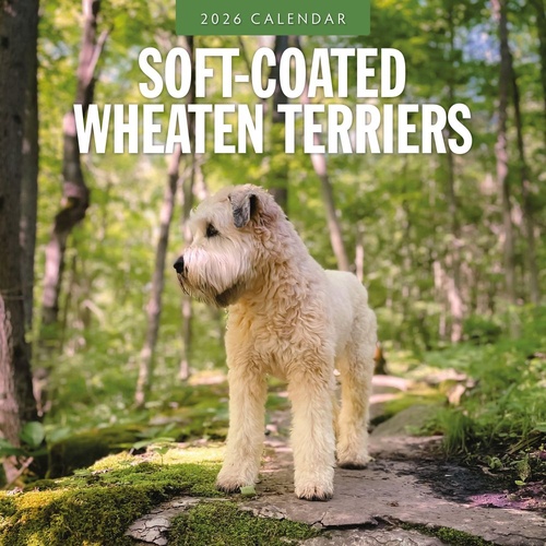 Soft-coated Wheaten Terriers - 2026 Red Robin Square Wall Calendar Planner
