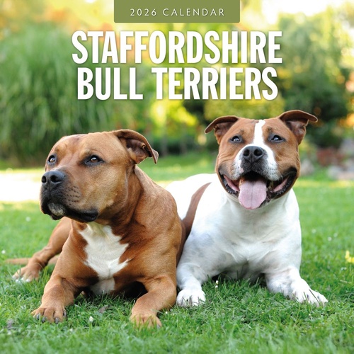 Staffordshire Bull Terriers- 2026 Red Robin Square Wall Calendar Monthly Planner