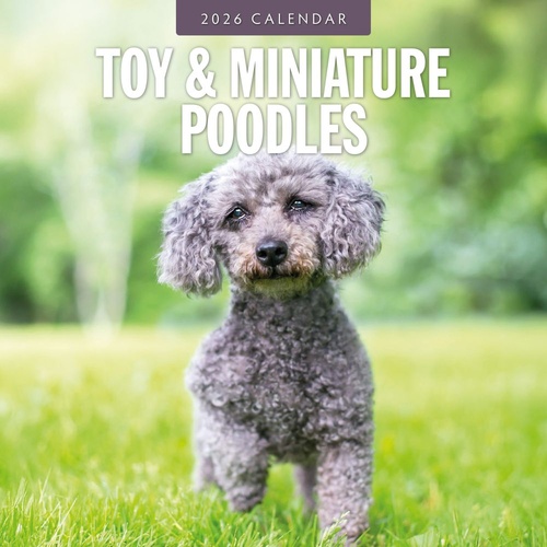 Toy and Miniature Poodles - 2026 Red Robin Square Wall Calendar Monthly Planner