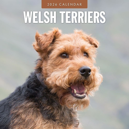 Welsh Terriers - 2026 Red Robin Square Wall Calendar Monthly Planner