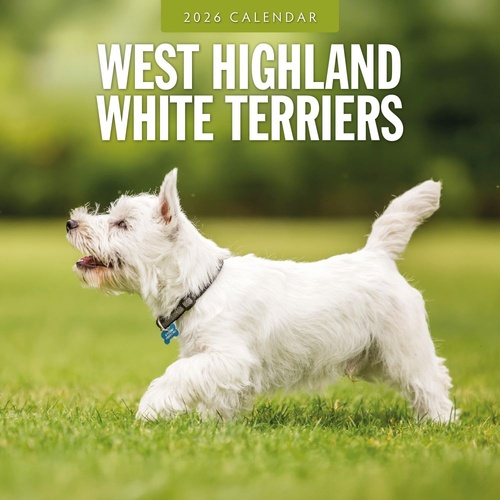 West Highland White Terriers-2026 Red Robin Square Wall Calendar Monthly Planner