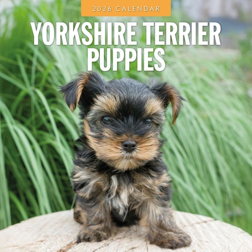 Yorkshire Terrier Puppies - 2026 Red Robin Square Wall Calendar Monthly Planner
