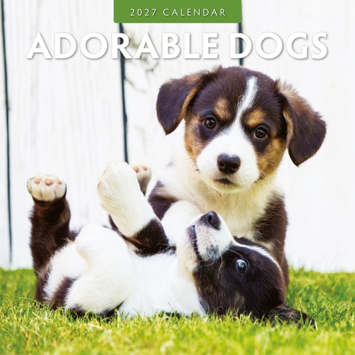 Adorable Dogs - 2027 Red Robin Square Wall Calendar Monthly Planner