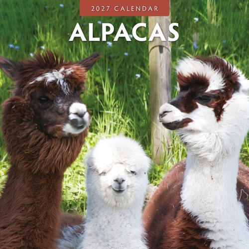 Alpacas - 2027 Red Robin Square Wall Calendar Monthly Planner