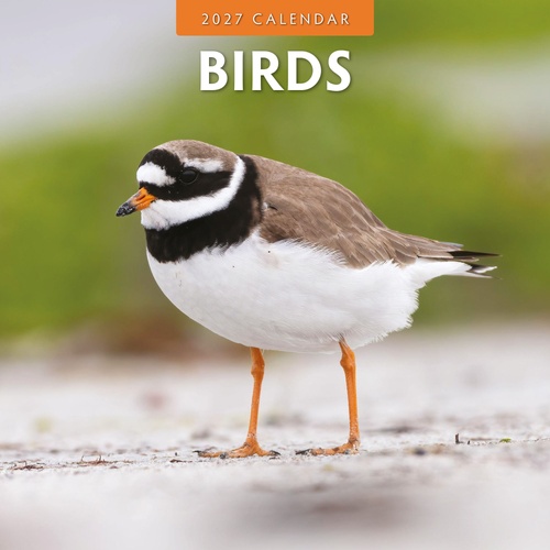 Birds - 2027 Red Robin Square Wall Calendar Monthly Planner