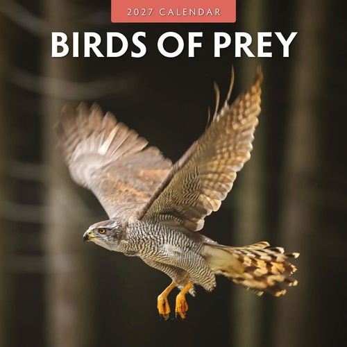 Birds of Prey - 2027 Red Robin Square Wall Calendar Monthly Planner