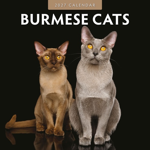 Burmese Cats - 2027 Red Robin Square Wall Calendar Monthly Planner