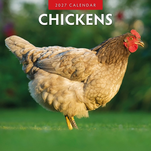 Chickens - 2027 Red Robin Square Wall Calendar Monthly Planner