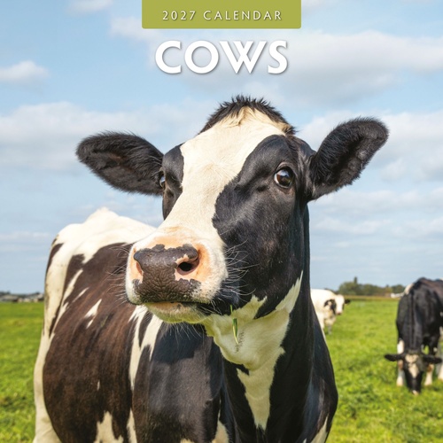 Cows - 2027 Red Robin Square Wall Calendar Monthly Planner