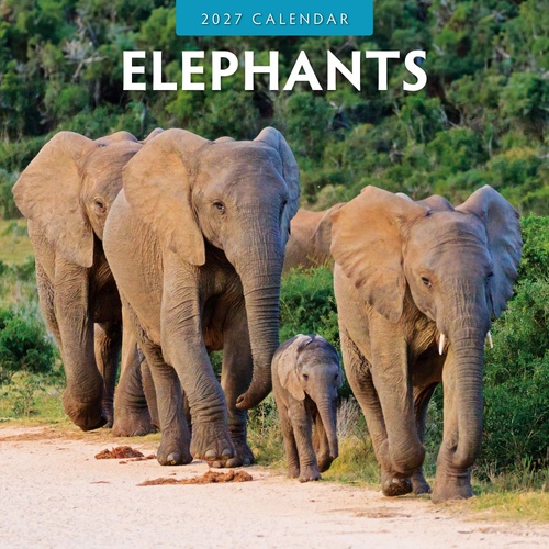 Elephants - 2027 Red Robin Square Wall Calendar Monthly Planner