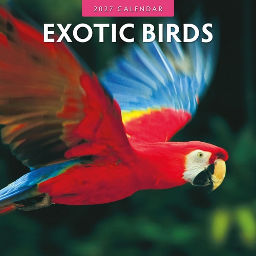 Exotic Birds - 2027 Red Robin Square Wall Calendar Monthly Planner
