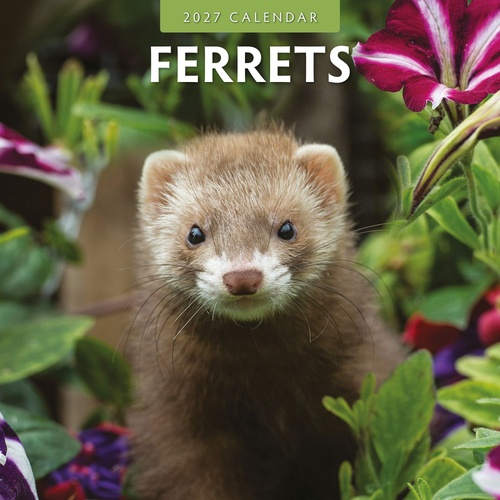 Ferrets - 2027 Red Robin Square Wall Calendar Monthly Planner