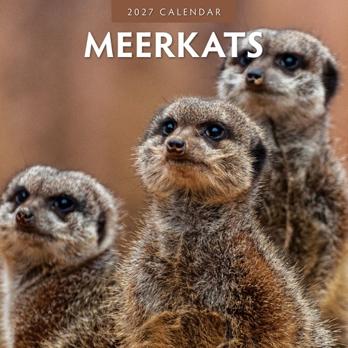 Meerkats - 2027 Red Robin Square Wall Calendar Monthly Planner