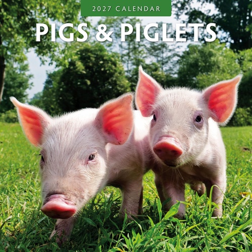 Pigs & Piglets - 2027 Red Robin Square Wall Calendar Monthly Planner