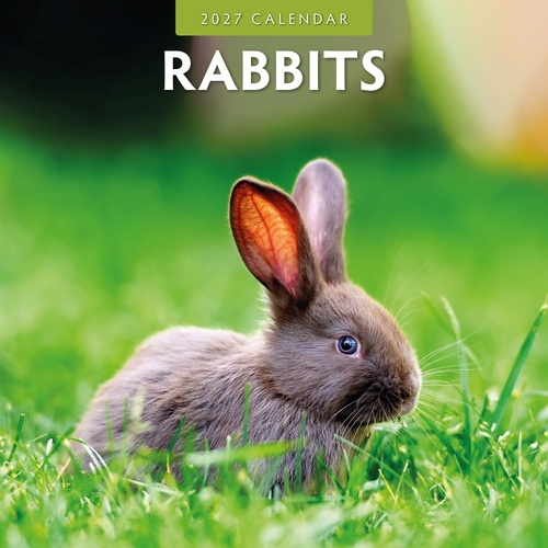 Rabbits - 2027 Red Robin Square Wall Calendar Monthly Planner