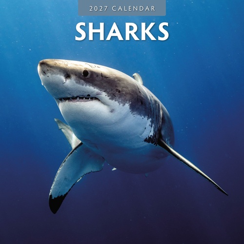 Sharks - 2027 Red Robin Square Wall Calendar Monthly Planner