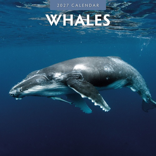 Whales - 2027 Red Robin Square Wall Calendar Monthly Planner