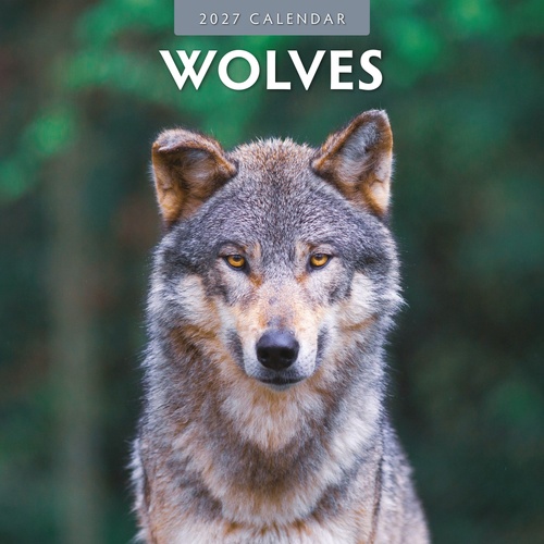 Wolves  - 2027 Red Robin Square Wall Calendar Monthly Planner