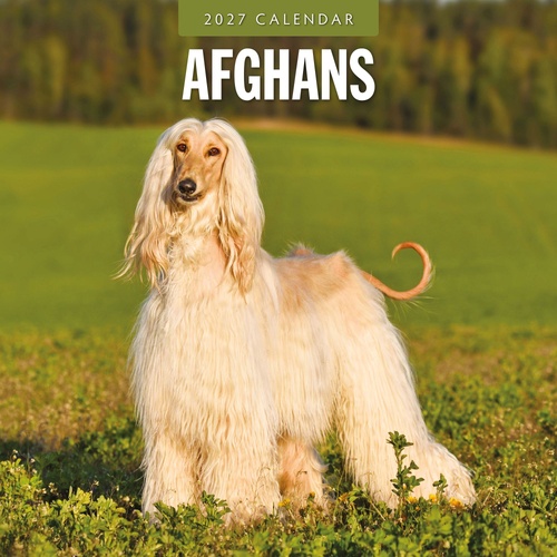 Afghans - 2027 Red Robin Square Wall Calendar Monthly Planner