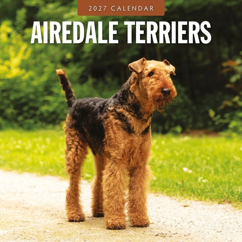 Airedale Terriers - 2027 Red Robin Square Wall Calendar Monthly Planner