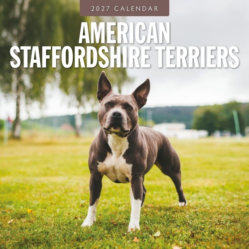 American Staffordshire Terriers - 2027 Red Robin Square Wall Calendar
