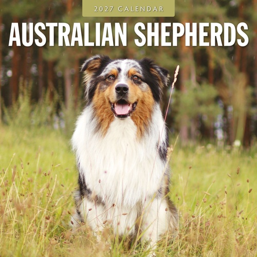 Australian Shepherds - 2027 Red Robin Square Wall Calendar Monthly Planner