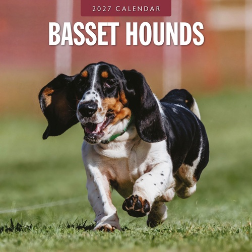 Basset Hounds - 2027 Red Robin Square Wall Calendar Monthly Planner