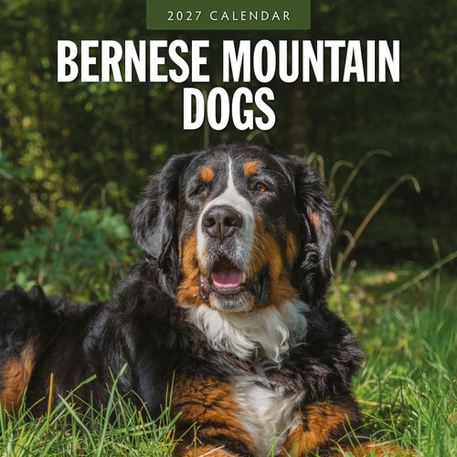 Bernese Mountain Dogs - 2027 Red Robin Square Wall Calendar Monthly Planner