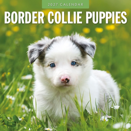 Border Collie Puppies - 2027 Red Robin Square Wall Calendar Monthly Planner