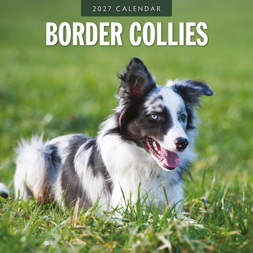 Border Collies - 2027 Red Robin Square Wall Calendar Monthly Planner