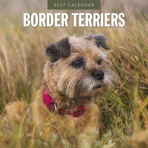Border Terriers - 2027 Red Robin Square Wall Calendar Monthly Planner