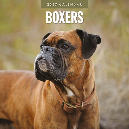 Boxers - 2027 Red Robin Square Wall Calendar Monthly Planner