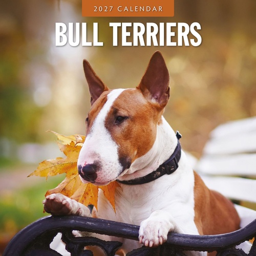 Bull Terriers - 2027 Red Robin Square Wall Calendar Monthly Planner