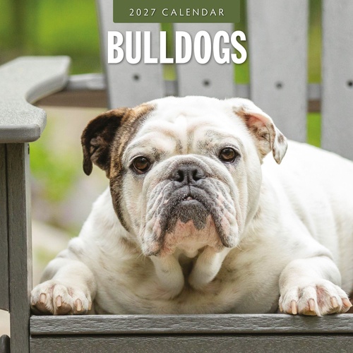 Bulldogs - 2027 Red Robin Square Wall Calendar Monthly Planner