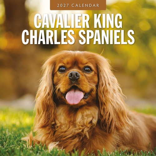 Cavalier King Charles Spaniels - 2027 Red Robin Square Wall Calendar