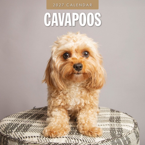 Cavapoos - 2027 Red Robin Square Wall Calendar Monthly Planner