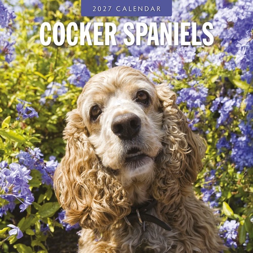 Cocker Spaniels - 2027 Red Robin Square Wall Calendar Monthly Planner