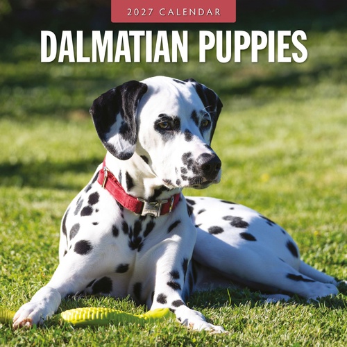 Dalmatian Puppies - 2027 Red Robin Square Wall Calendar Monthly Planner