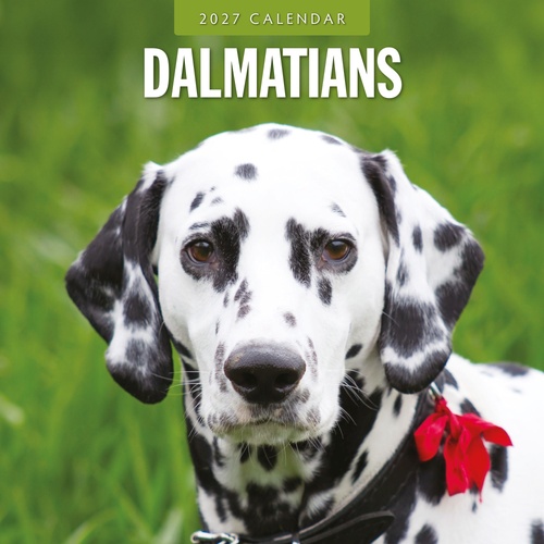 Dalmatians - 2027 Red Robin Square Wall Calendar Monthly Planner