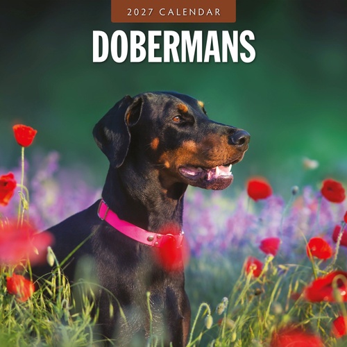 Dobermans - 2027 Red Robin Square Wall Calendar Monthly Planner