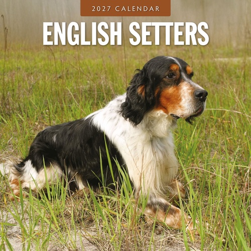 English Setters - 2027 Red Robin Square Wall Calendar Monthly Planner