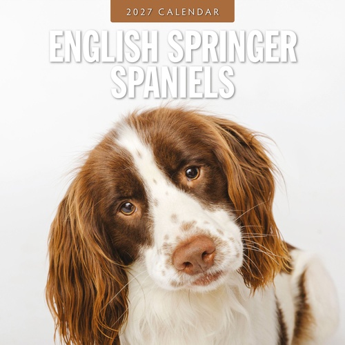 English Springer Spaniels - 2027 Red Robin Square Wall Calendar Planner