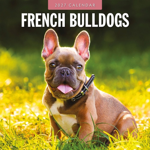 French Bulldogs - 2027 Red Robin Square Wall Calendar Monthly Planner
