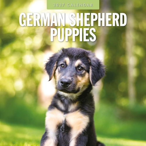 German Shepherd Puppies - 2027 Red Robin Square Wall Calendar Planner