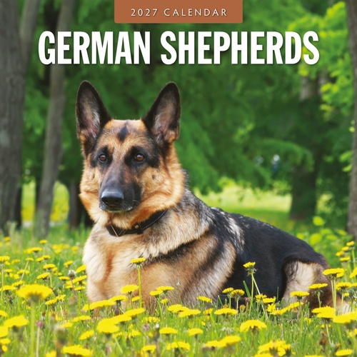 German Shepherds - 2027 Red Robin Square Wall Calendar Monthly Planner
