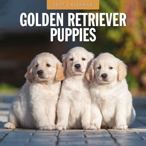 Golden Retriever Puppies - 2027 Red Robin Square Wall Calendar Planner
