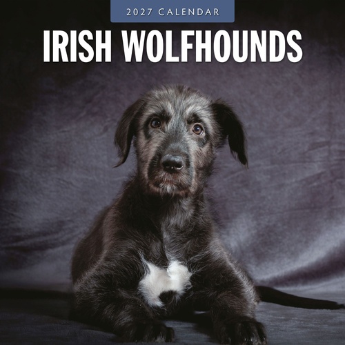 Irish Wolf Hounds - 2027 Red Robin Square Wall Calendar Monthly Planner
