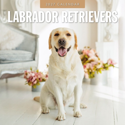 Labrador Retrievers - 2027 Red Robin Square Wall Calendar Monthly Planner