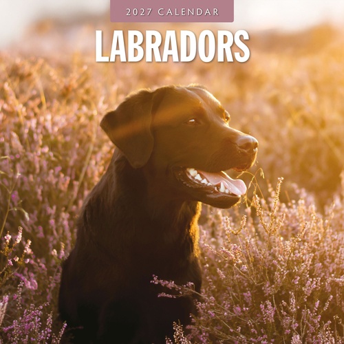 Labradors - 2027 Red Robin Square Wall Calendar Monthly Planner